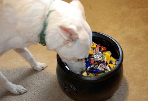dog eats candy