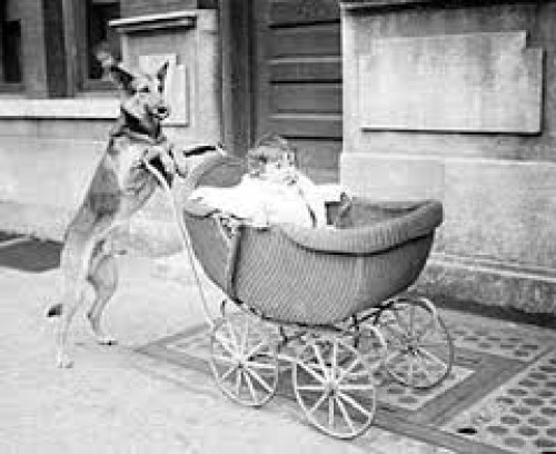 best pram for walking with dogs