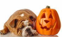 Is Halloween a Nightmare for Your Dog?