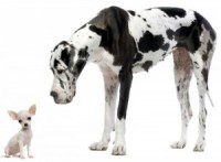 Toy Breeds: They’re Not as Easy as You Think!
