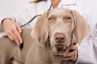 What Every Dog Owner Should Know About Their “Annual Vet Visit”