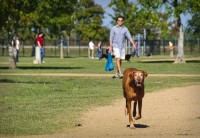 Dog Park Distaster: Why Do So Many of Us Never Go Back?