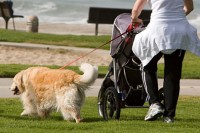 5 Tips for Walking Your Dog Beside a Stroller
